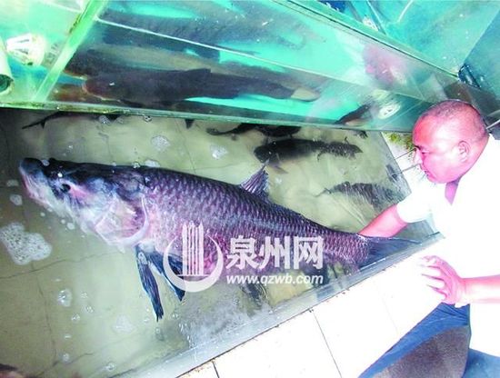 大青魚
