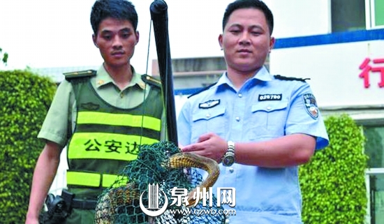蛇長2米有余，皮色斑斕鮮艷，無毒
