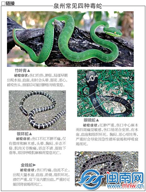 泉州常見四種毒蛇