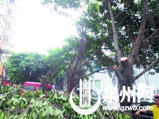 原本長得十分茂盛的行道樹，被修得亂七八糟