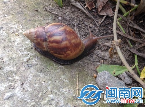 大蝸牛色彩斑斕，足有一個(gè)拳頭大