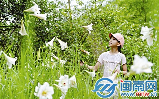 云溪村開了一大片的野百合