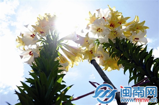 林美州家的兩株百合今年開花數(shù)十朵