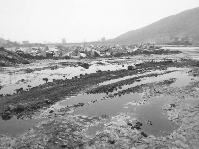 水頭鎮(zhèn)永泉山生態(tài)園內(nèi)，一家養(yǎng)殖場(chǎng)將污水排到了金都