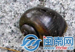 福壽螺