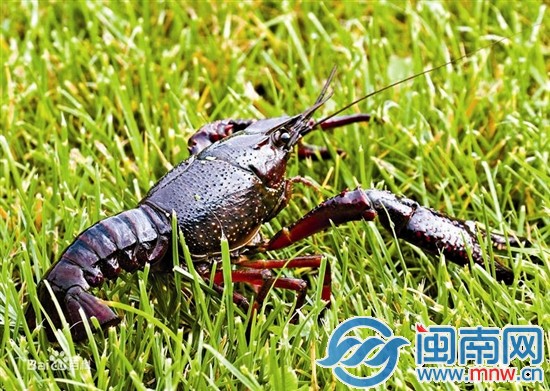 小龍蝦