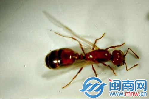 紅火蟻