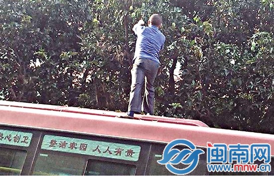 公交司機(jī)摘芒果一幕被網(wǎng)友拍下