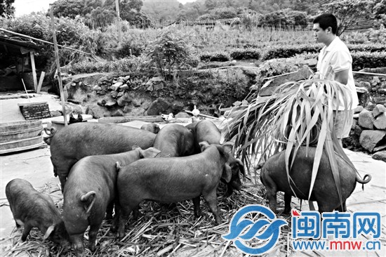 畢業(yè)后，柯旭輝在安溪當(dāng)起豬倌