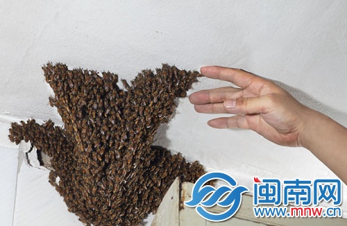 黃師傅赤手將外層的蜜蜂輕輕刮下