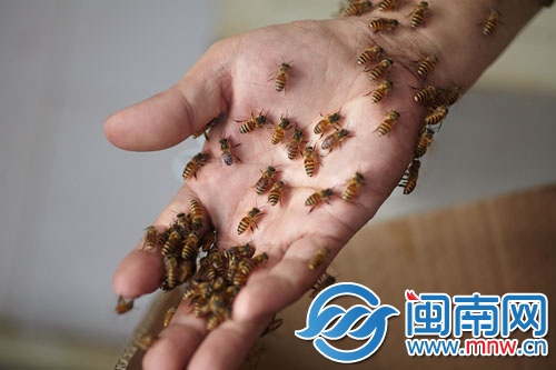 蜜蜂附在黃師傅的手上，他反復尋找蜂王