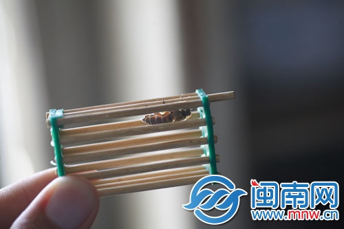 將蜂王關進“王籠”，放進蜂群中引誘其他蜜蜂