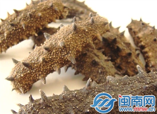 海都鼎貴團海參直銷會 真正實現(xiàn)物美價廉 2