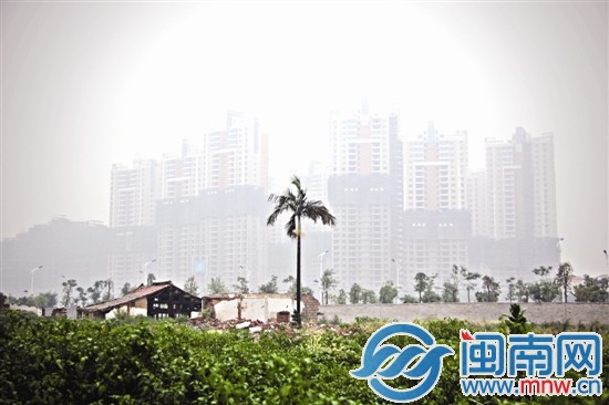 一棵被留下的熱帶植物與遠(yuǎn)處的樓盤遙遙相望