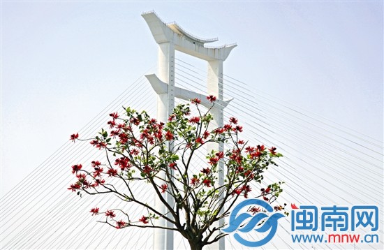 晉江大橋下盛開的刺桐花