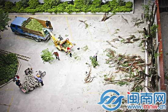 綠色植物過分生長(zhǎng)的部分被機(jī)器碾為齏粉