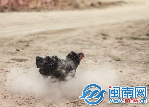 一只雞在熾熱的地上做起了沙浴