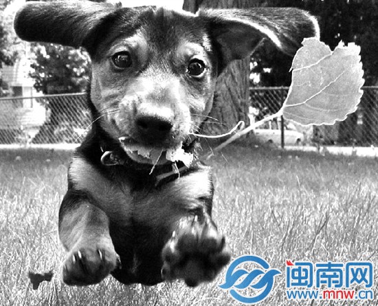 別被它們可愛的樣子迷惑了，千萬別輕易挑逗陌生狗狗