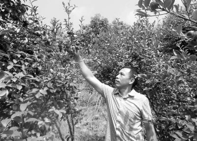 郭建遠(yuǎn)觀察油茶果，對(duì)今年的長勢(shì)很滿意。