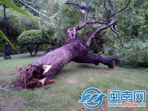 鳳凰木樹干已經(jīng)被蛀空，大風(fēng)一刮就倒了